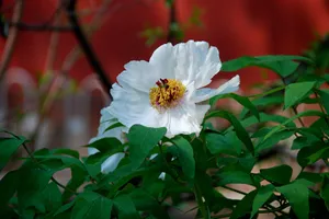 北京戒台寺牡丹园风景图片第张