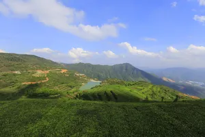 厦门同安白交祠山上的茶园风景图片第张