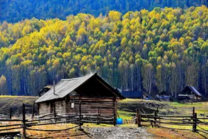 美丽的禾木乡风景图片第张