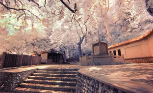 广东惠州罗浮山冲虚观风景图片第张