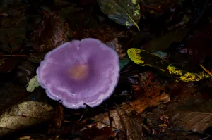 陕西秦岭风景图片第张