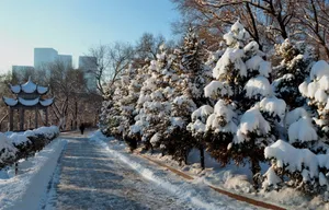 新疆红山雪景图片第张