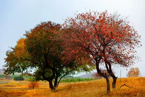 河北丰宁坝上风景图片第张