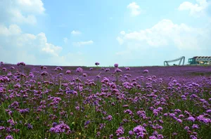 四川成都香薰山谷风景图片第张