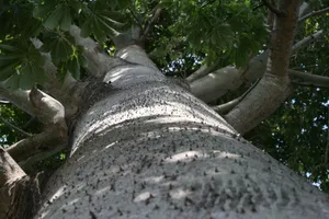 美国哥斯达黎加热带雨林风景图片第张