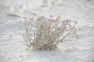 美国白沙国家纪念碑风景图片第张