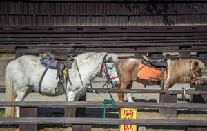 台湾台中清境农场风景图片第张