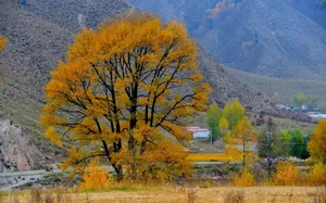 青海冷龙岭秋季风景图片第张