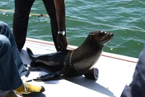 纳米比亚鲸湾港风景图片第张