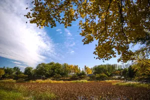 北京圆明园秋景图片第张