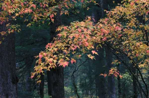 四川九寨沟彩林风景图片第张