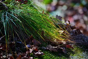 黑龙江金龙山风景图片第张
