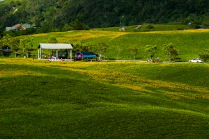 台湾六十石山金针花风景图片第张