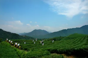 唯美茶园图片第张