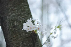 古色古香的武汉大学图片第张