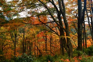 四川光雾山红叶风景图片第张