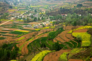 甘肃陇南油菜花风景图片第张