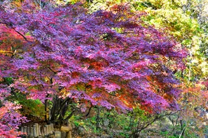 辽宁关门山红叶风景图片第张