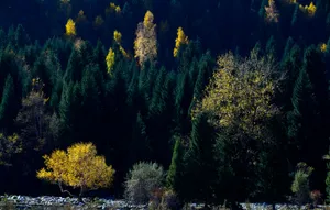 新疆伊犁恰西风景图片第张