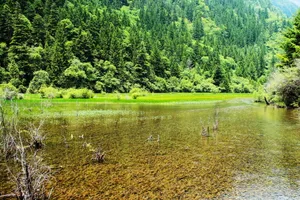 四川九寨箭竹海风景图片第张