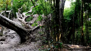 广东五指山原始森林风景图片第张