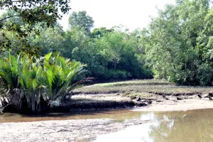新加坡双溪布洛自然公园风景图片第张