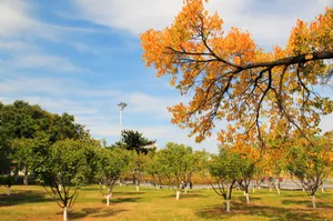 长春风景图片第张