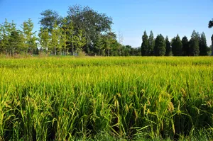 北京玉泉山风景图片第张