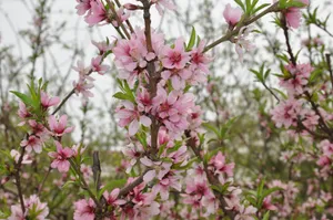 云南玉龙雪山灿烂桃花风景图片第张