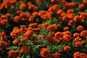 深圳园博园花卉风景图片第张