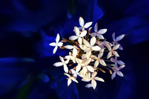 广东深圳梅林公园风景图片第张