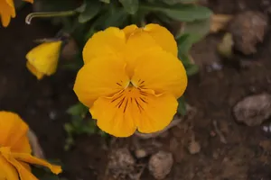 北京中山公园风景图片第张