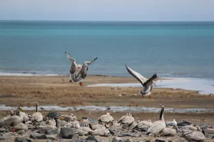 青海湖鸟岛风景图片第张