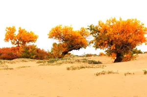 内蒙古额济纳旗风景图片第张