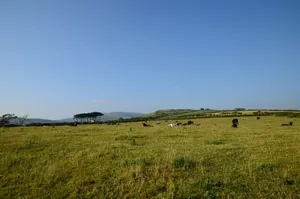 爱尔兰丁勒小镇风景图片第张