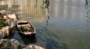 天津西沽公园风景图片第张