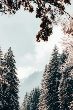 冬季雪松树木图片_1
