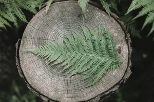 森系老树桩图片第1张