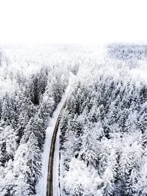 冬季白雪树林风景图片_1