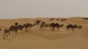沙漠骆驼队图片第1张