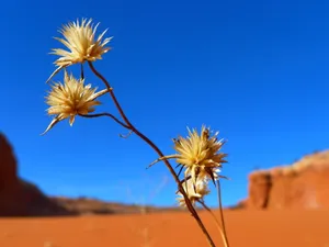 热带沙漠植物图片