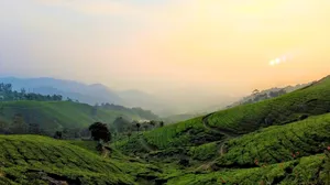 茶叶种植园图片