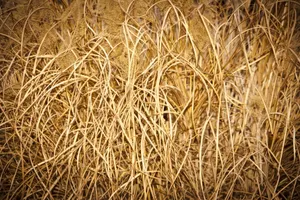 稻草堆特写图片_1
