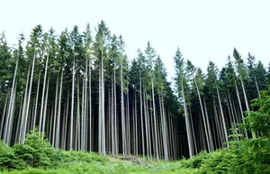 森林云杉景观图片_1