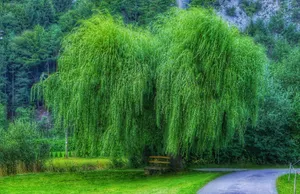 绿色柳树摄影图片_1