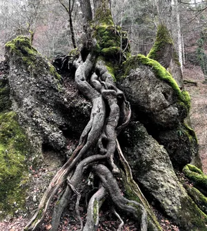 老树根局部图片