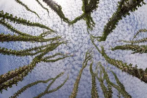 沙漠植物图片_1