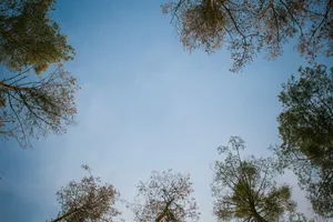 蓝天树木图片