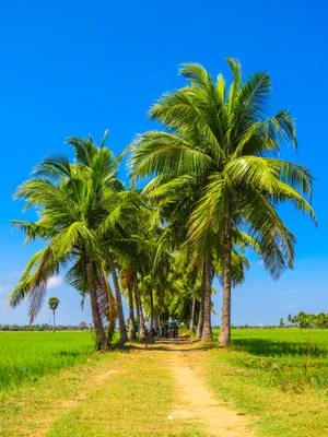 夏日棕榈树图片