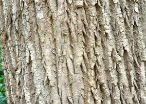 树干特写图片_1